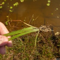 Eriocaulon sexangulare L.